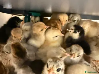 Hens poultry for sale: Pekin bantam - Advert 2