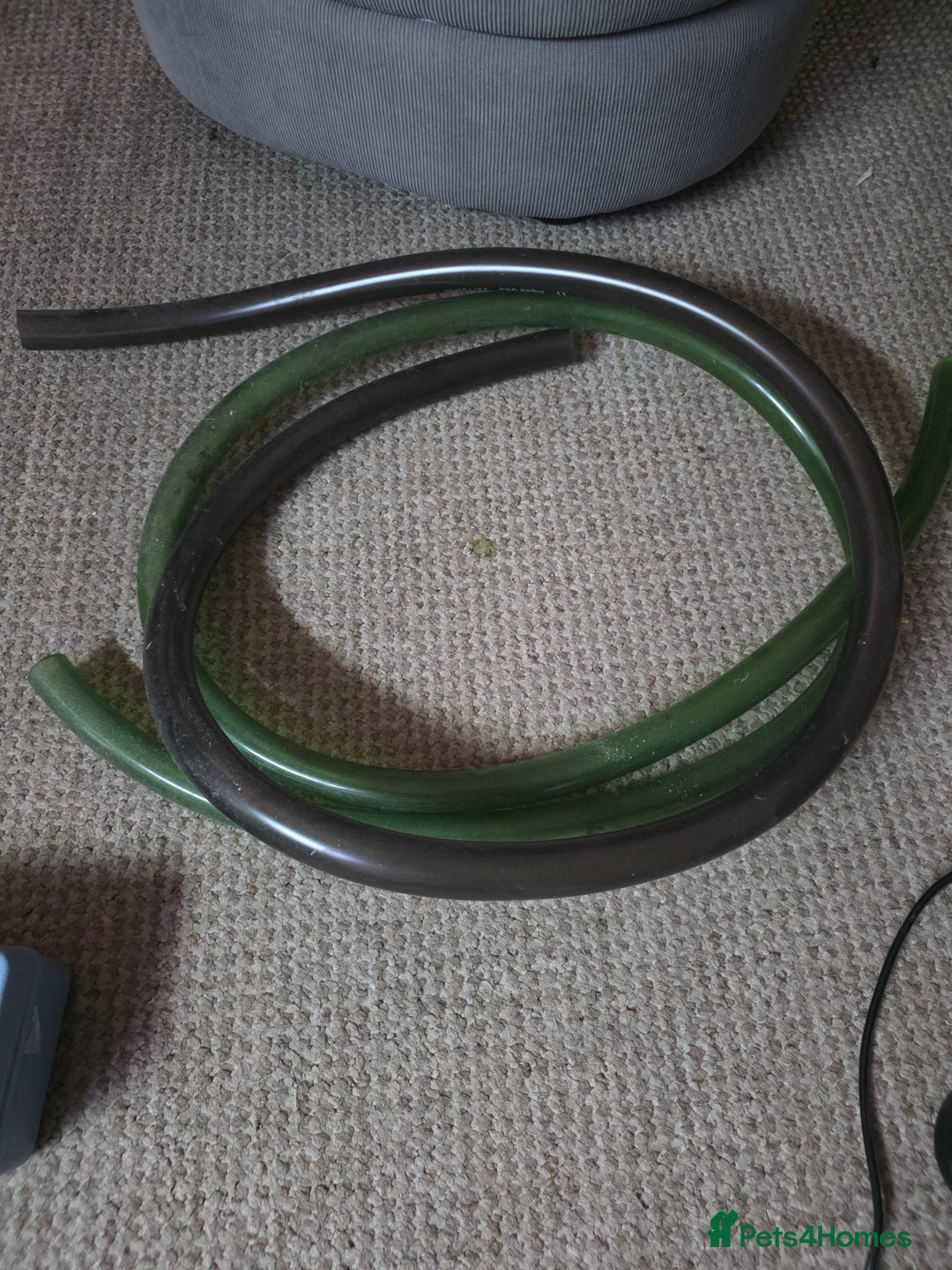 Shrimps fish for sale: Fishtank+accesories in Huntingdon - Advert 7