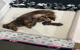 Miniature Dachshund dogs for sale: Family owned miniature longhaired dachshunds - Image 21