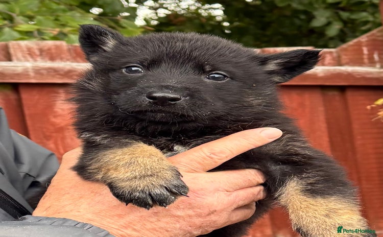 German Shepherd dogs - Advert 10
