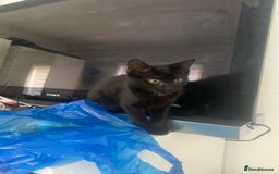 Mixed Breed cats for sale: Black Kitten/Green Eyes - MALE - Image 2