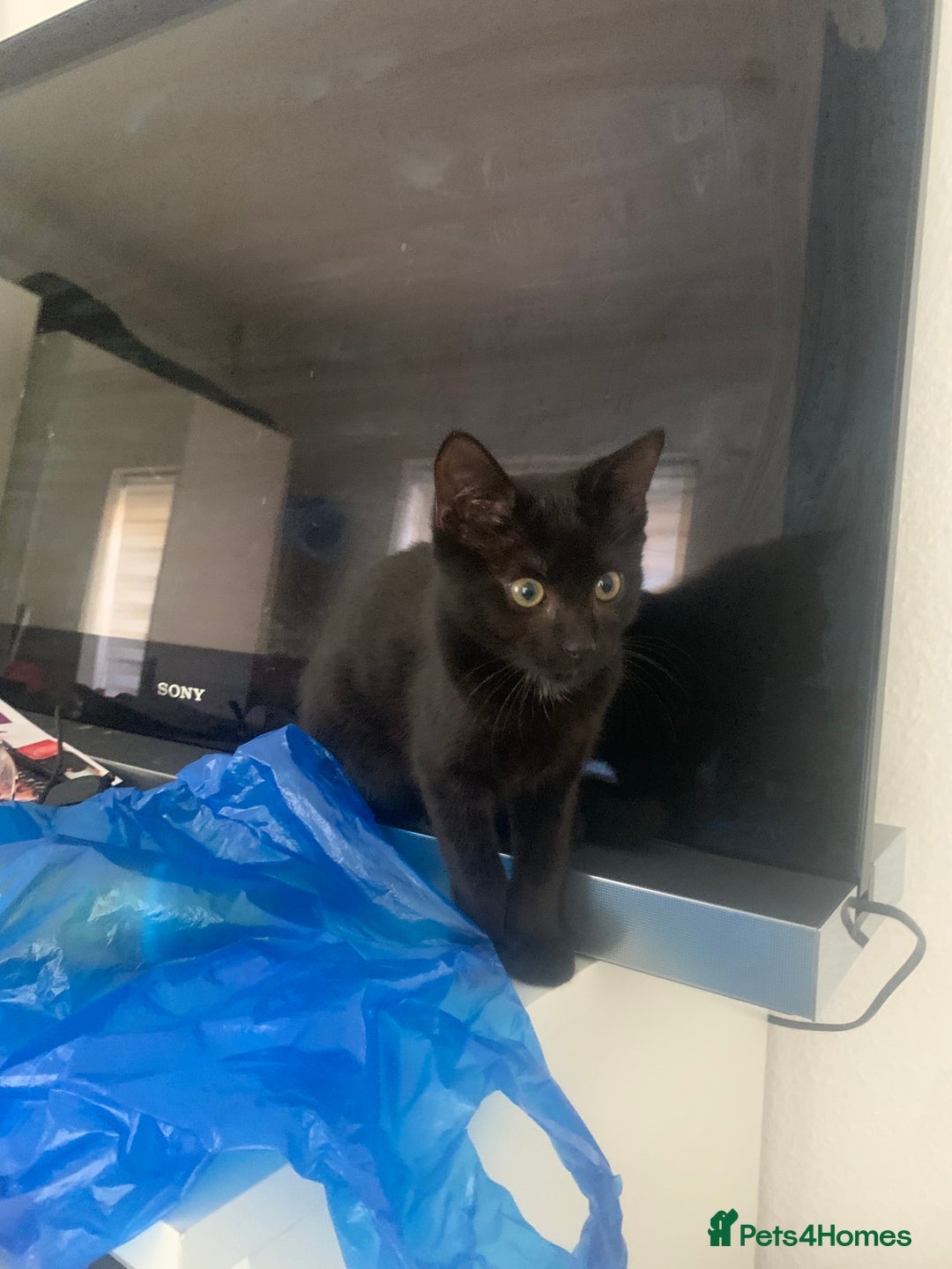 Mixed Breed cats for sale: Black Kitten/Green Eyes - MALE - Image 2