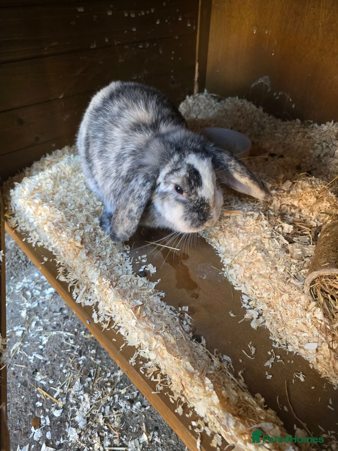 Mini Lop rabbits for sale: Mini lop  in Norwich - Advert 2