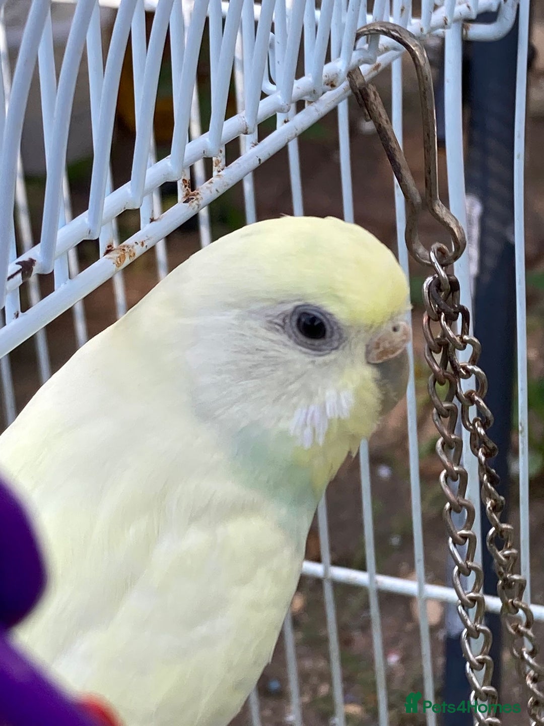 Budgerigars birds for sale: Young budgies for sale in Norbury - Image 3