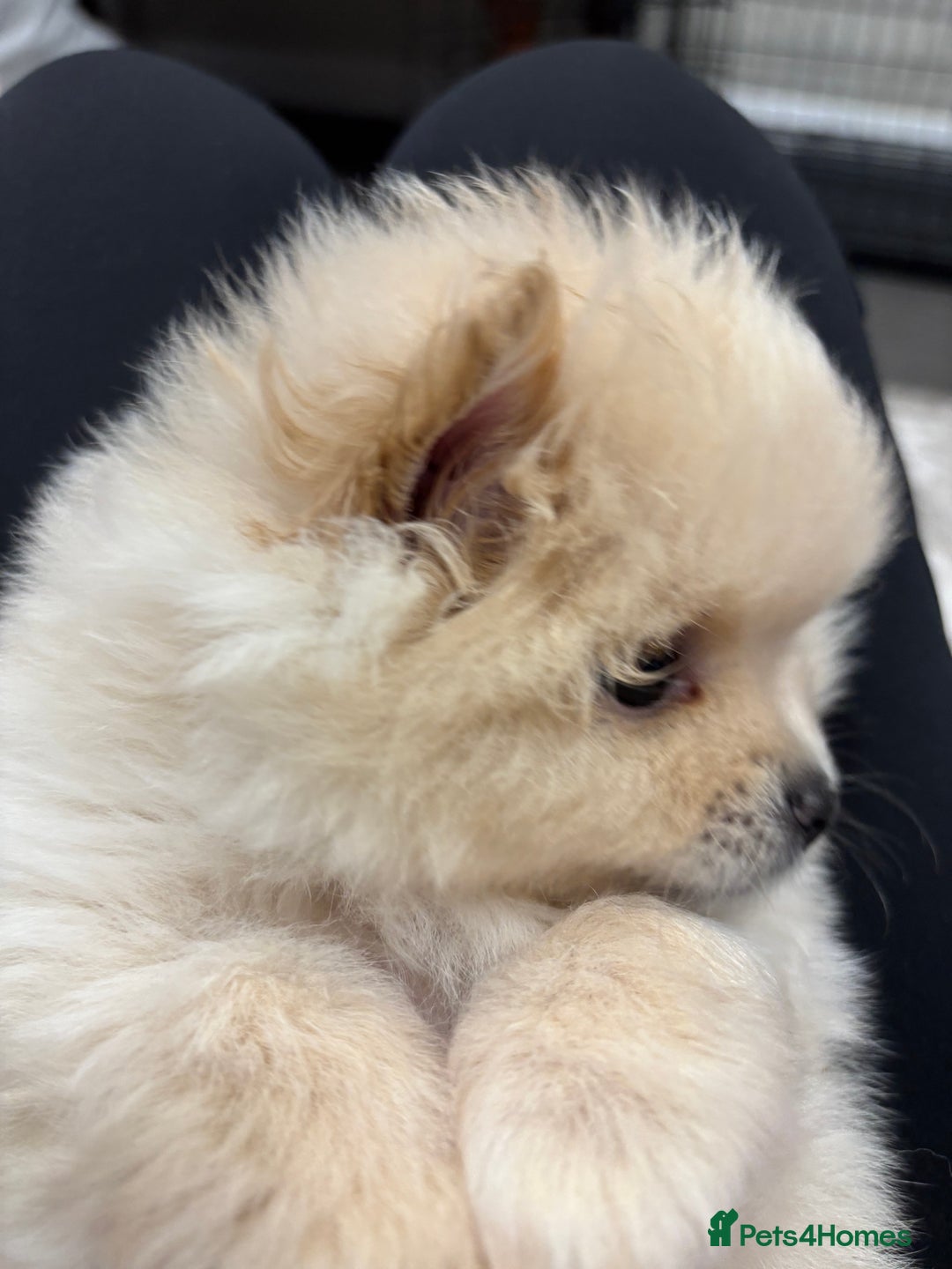 Pomeranian dogs for sale:  Pomeranians pups ready to go on 31st dec  - Advert 26