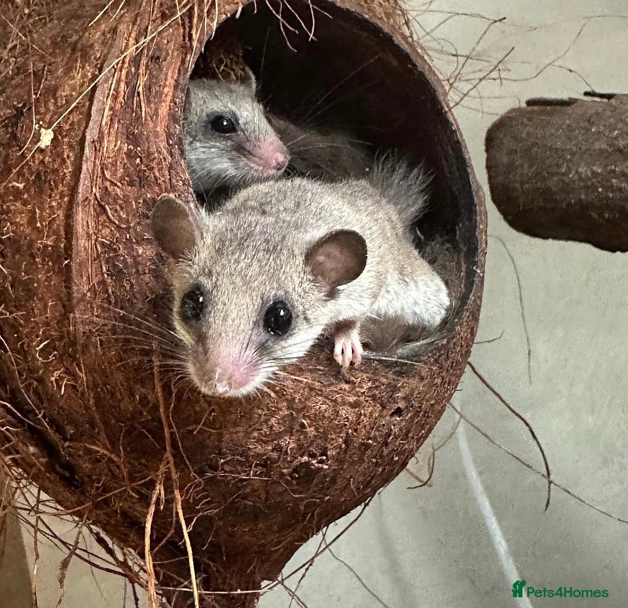 Mouse rodents African pigmy doormice  - Advert 3