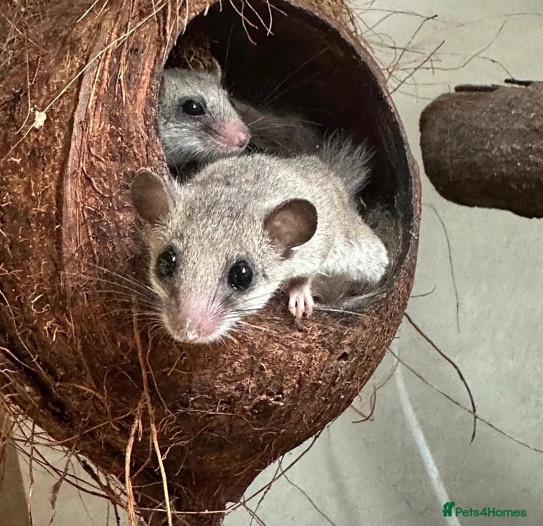 Mouse rodents for sale: African pigmy doormice  - Advert 1