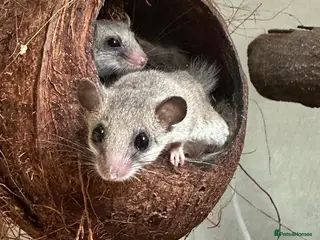 Mouse rodents African pigmy doormice - Advert 3
