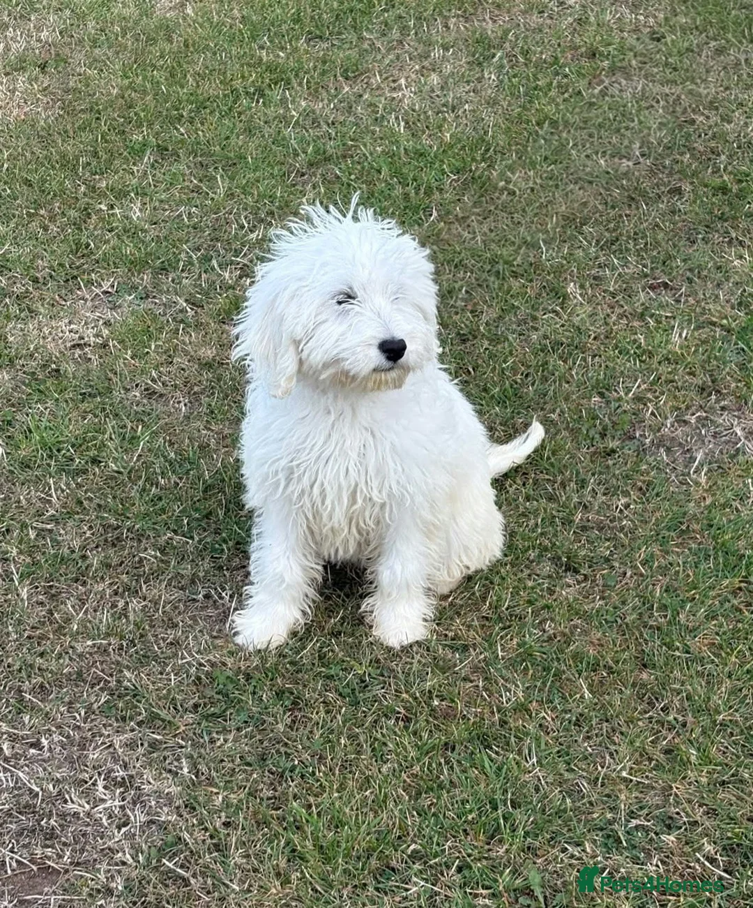 Goldendoodle dogs for sale: Adorable golden doodle girl  - Advert 2