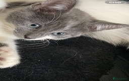 Siamese cats for sale: kittens for sell  - Image 6