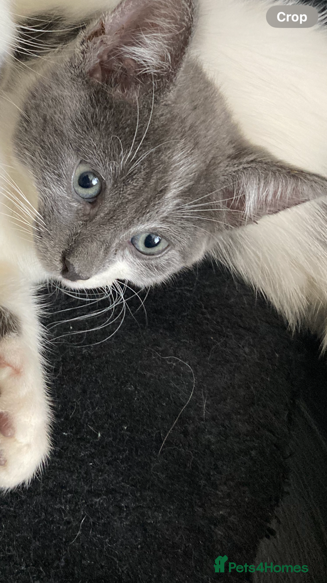 Siamese cats for sale: kittens for sell  - Image 6