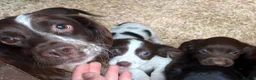 Sprocker dogs for sale: Beautiful F1 Sprocker Puppies  - Advert 16