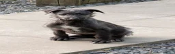 Deerhound dogs for sale: Scottish Deerhound Puppies  - Advert 5