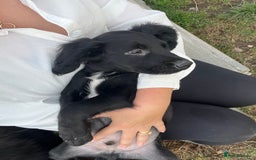 Mixed Breed dogs for sale: * Spangold Retrievers 2 beautiful boys left * - Image 33