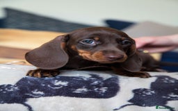 Miniature Dachshund dogs for sale: 5 STAR LICENSED - CEZARBLUE SMOOTH KC MINIATURES  - Image 11