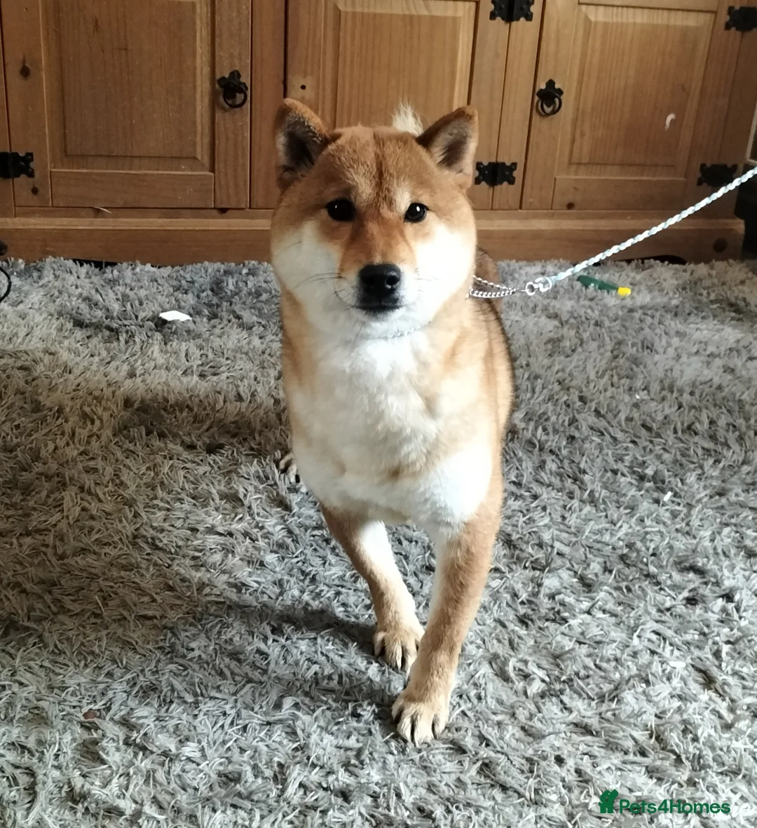 Japanese Shiba Inu dogs for sale: 2yo KC female shiba inu  - Advert 1