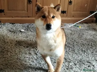Japanese Shiba Inu dogs 2yo KC female shiba inu - Advert 17