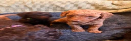 Miniature Poodle dogs for sale: Miniature Poodles - Advert 4