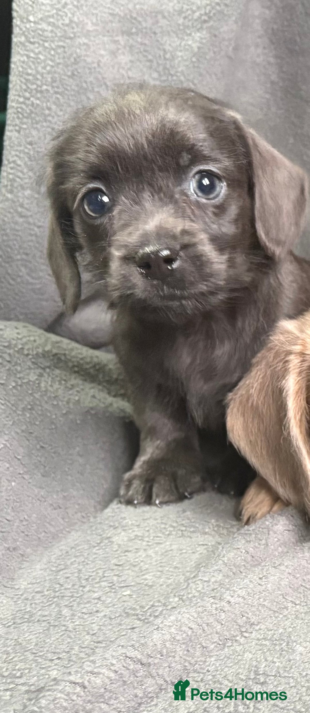 Mixed Breed dogs for sale: LOVELY LITTER OF SCHWEENIES  - Advert 10