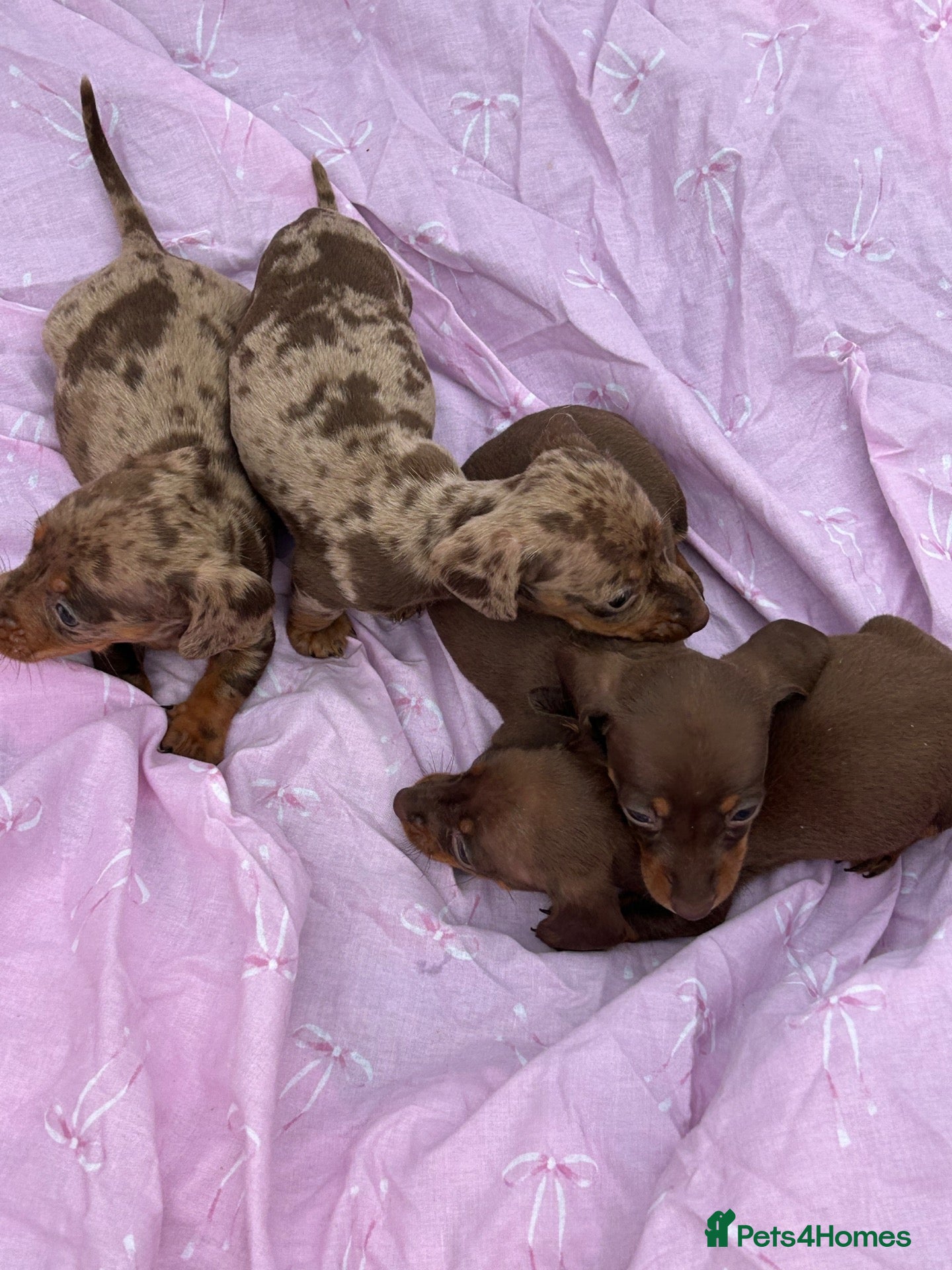 Miniature Dachshund dogs Puppies - Advert 6