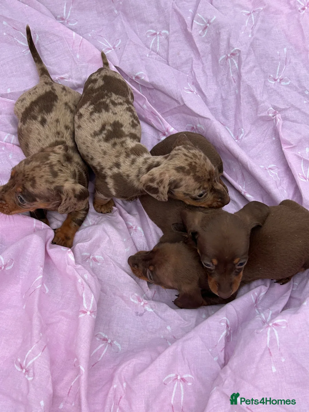Miniature Dachshund dogs for sale: Puppies - Advert 1