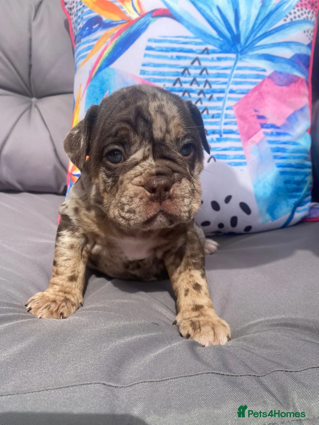 English Bulldog dogs for sale: Rebel English bull dog  - Advert 5