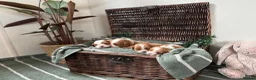 Cavalier King Charles Spaniel dogs for sale: CLEAR HEALTH TESTED cavalier King Charles pups - Advert 7