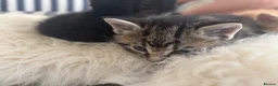 Mixed Breed cats for sale: Beautiful tabby kittens - Advert 11