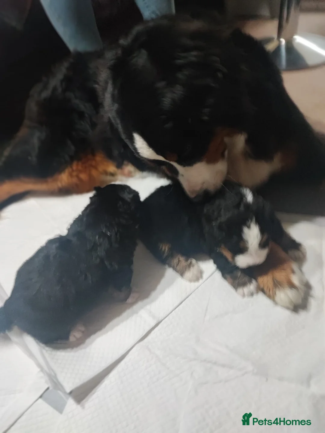 Bernese Mountain Dog dogs for sale: Adorable Bernese Mountain Dog  - Advert 5