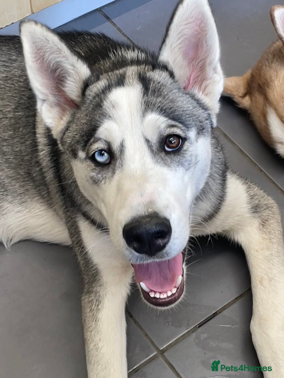 Breed Goberian Adoption Dog Husky Goberian Husky Puppy Goberian