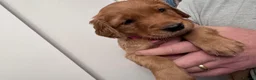 Golden Retriever dogs for sale: KC reg Dark Golden Retriever Pups - Advert 6