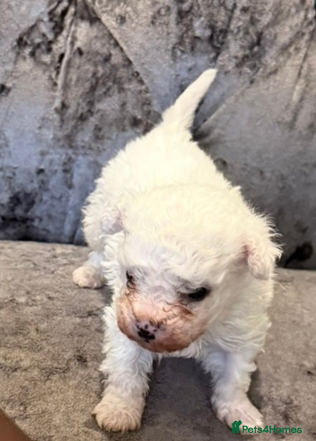 Bichon Frise dogs for sale: Pedigree bichon frise    - Image 5