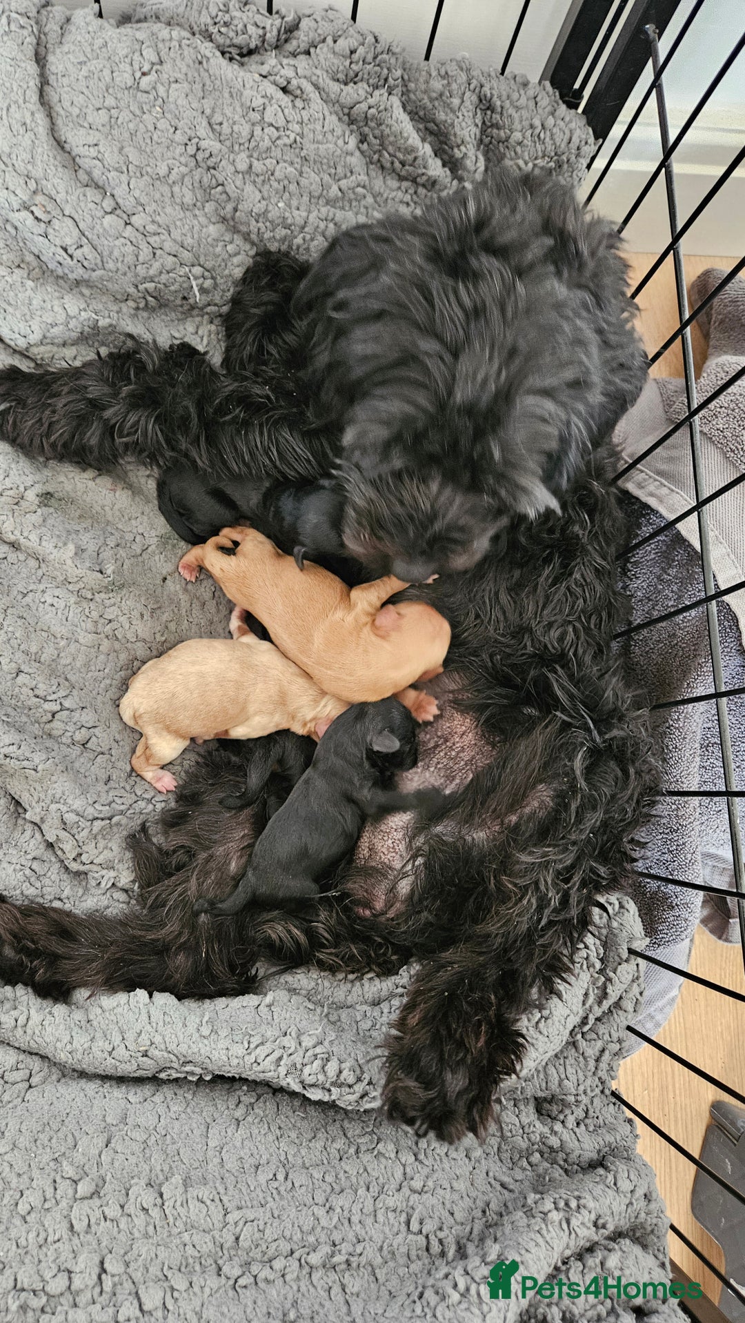 Cockapoo dogs for sale: Girl reavailable F1B cockapoo puppy health tested in Ormskirk - Image 9