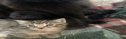 Mixed Breed cats for sale: Beautiful family friendly kittens - Advert 9