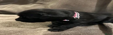 Springador 6