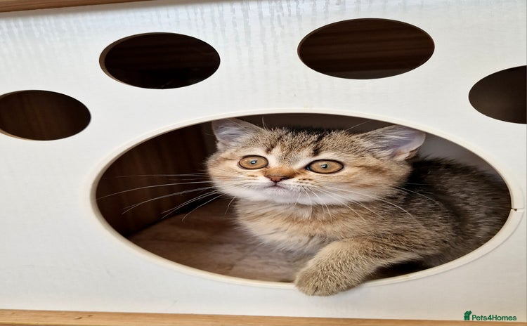 British Shorthair cats - Advert 8