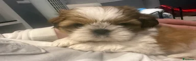 Shih Tzu Puppy 2