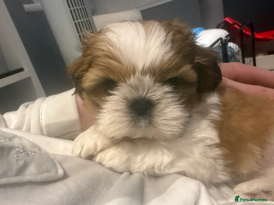 Shih Tzu dogs for sale: Stunning breed standard Shih Tzus  - Advert 5