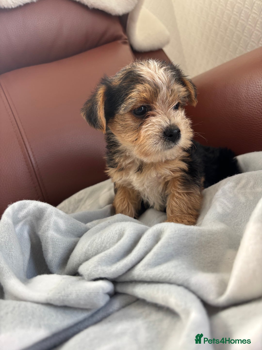 Mixed Breed dogs for sale: Yorkshire terrier/Jack Russell - Image 21
