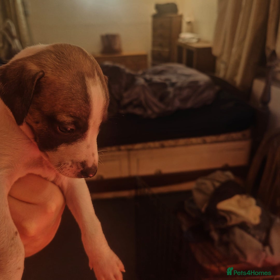 Whippet dogs for sale: Whippet pups  - Image 20