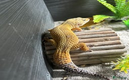Leopard Gecko reptiles for sale: 2 leopard geckos with setup, 1f 1m - Advert 2