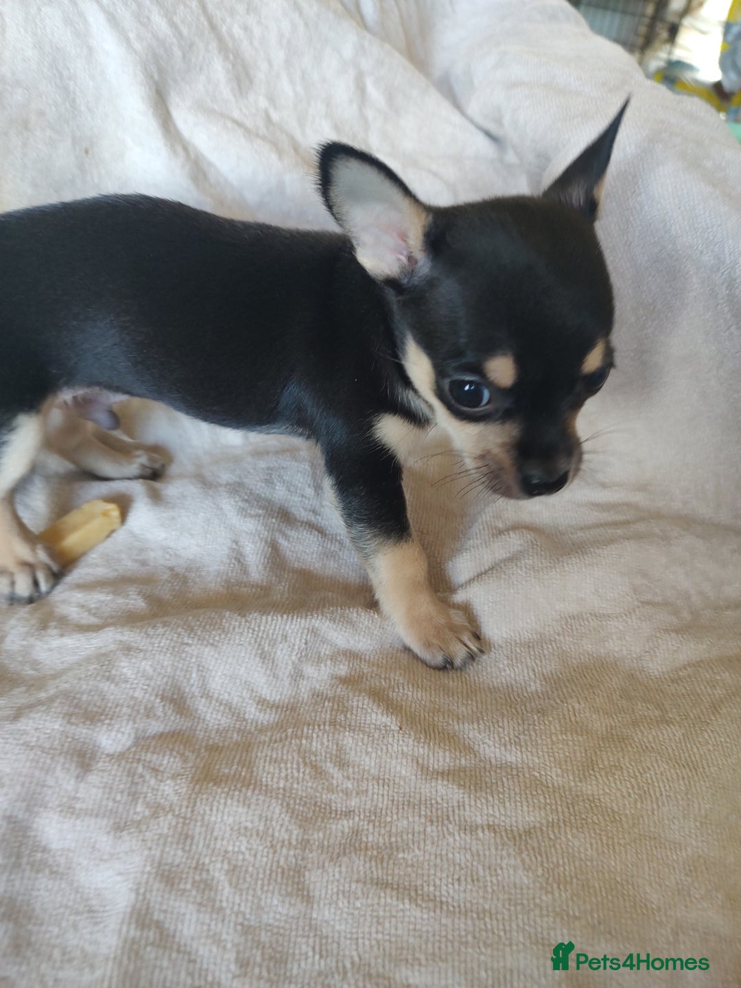 Chihuahua dogs for sale: Adorable Loving hand reared ready now Chihuahuas - Image 23