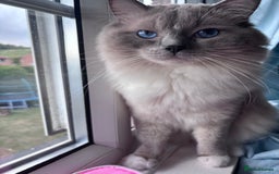 Ragdoll cats for sale: Ragdoll x BSH - Ready now - Image 12