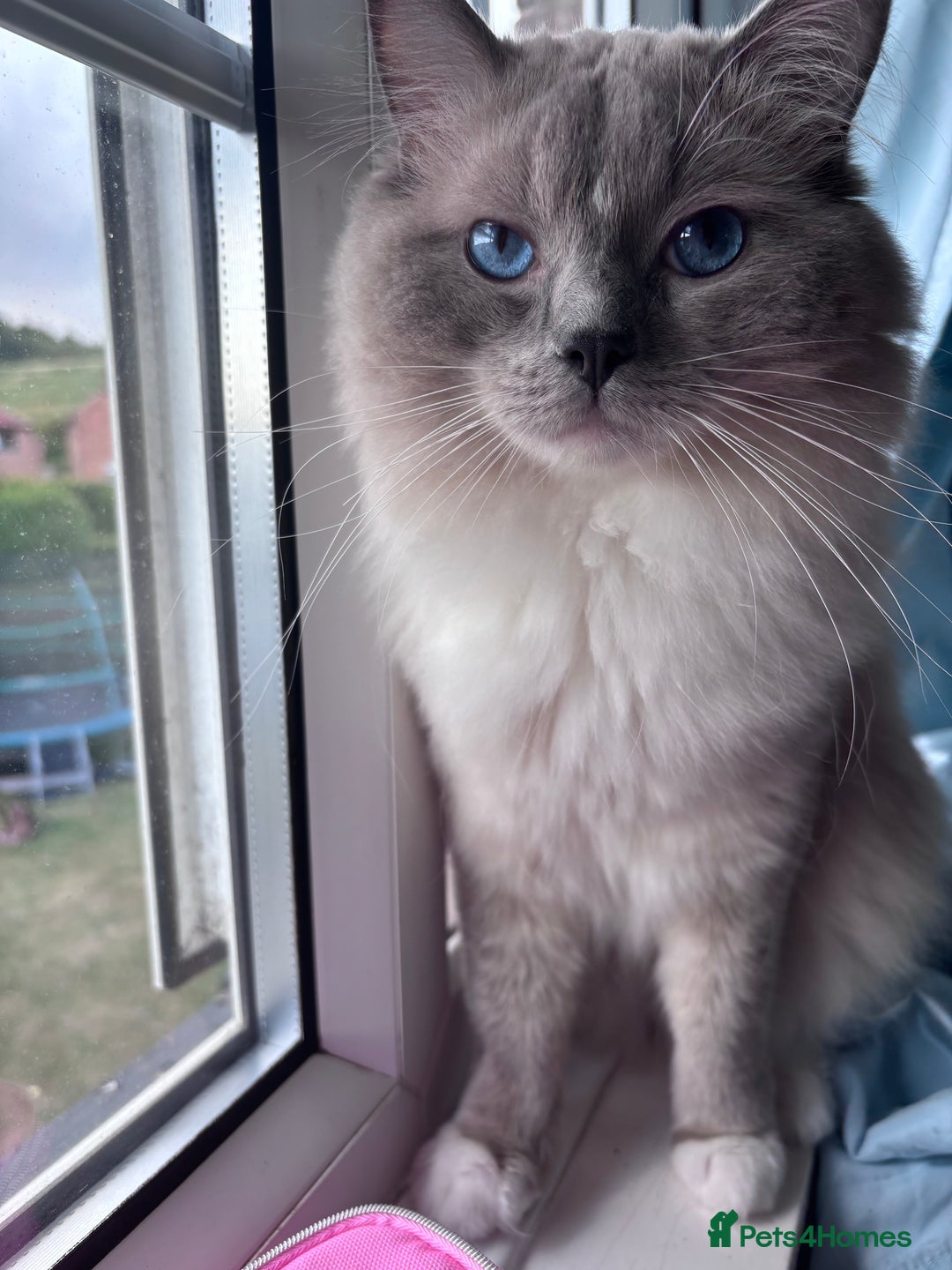 Ragdoll cats for sale: Ragdoll x BSH - Ready now - Image 12