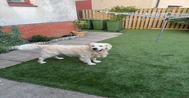 Golden Retriever dogs Zeus  - Advert 6