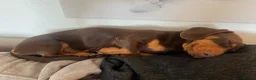 Miniature Dachshund dogs for stud: The handsome Chester  - Advert 3