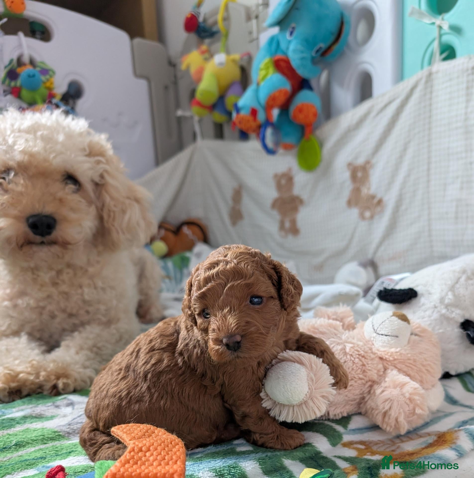 Cavapoo dogs F1B Deep Fox Red Toy DNA Clear Puppies  - Advert 2