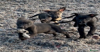 Mixed Breed dogs - Advert 4