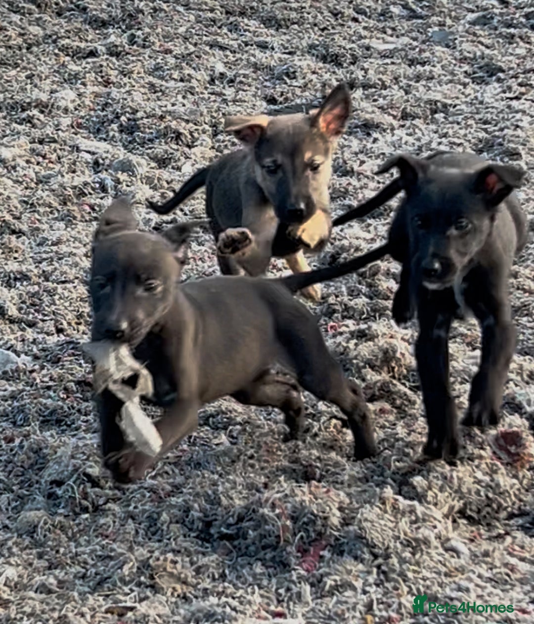 Mixed Breed dogs for sale: Bedlington/whippet Lurcher puppies - Image 2