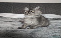 Maine Coon cats for sale: European Maine coon Kittens - Image 19